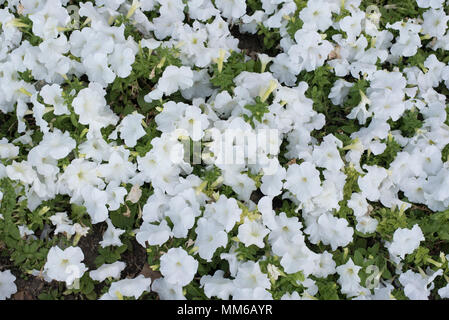 white flowers largely background Stock Photo