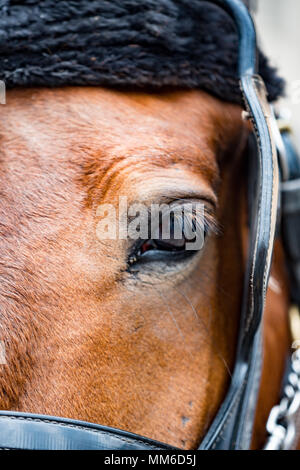 Close-up of eye of a horse wearing blinders Stock Photo
