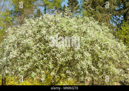 Pyrus salicifolia 'Pendula' - pendulous willow-leaved pear Stock Photo