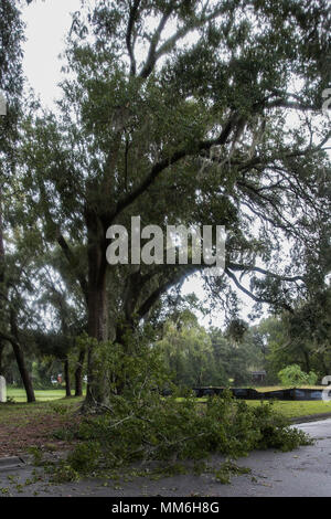Evidence of storm damage / a fallen tree in residential backyard Stock ...