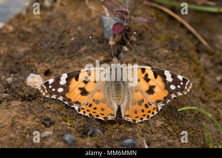 Painted Lady Butterfly (Vanessa cardui) resting on the ground. Tipperary, Ireland Stock Photo