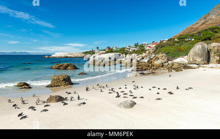 A group of African Penguins or Jackass Penguins (Spheniscus demersus) laying on the Boulder Beach nature reserve near Cape Town, South Africa. Stock Photo