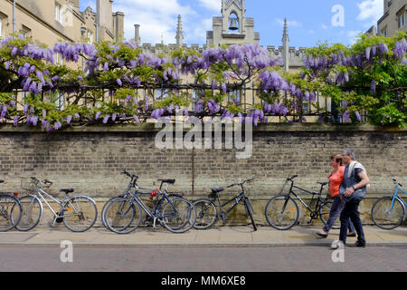 Flowering Wisteria plants in Cambridge, England Stock Photo