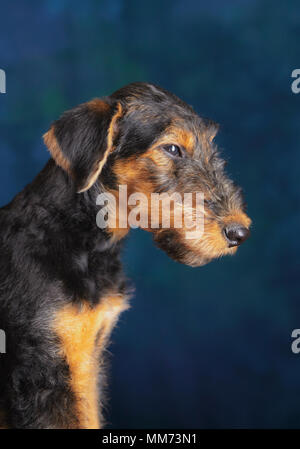 Airdale portrait in profile closeup Stock Photo