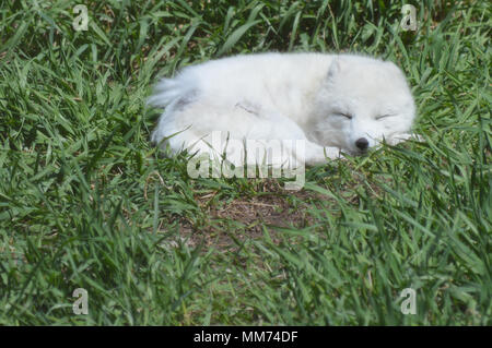 Arctic fox laying in the grass Stock Photo