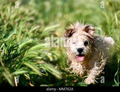 small muddy wet dog running through the grass in need of a bath, shot with selective focus with blurred  background to ad copy space Stock Photo