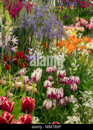 Malvern, Worcestershire, UK. Wednesday 9th May 2018 Malvern, Worcestershire, UK.  Sp[ring flower display by Avon Bulbs - the master grower at the RHS show. Credit: Ian Thwaites/Alamy Live News Stock Photo