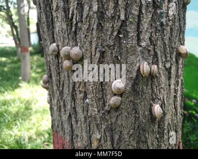 Zhengzhou, Zhengzhou, China. 9th May, 2018. Zhengzhou, CHINA-9th May 2018: Snails gather at tree trunks on street in Zhengzhou, central China's Henan Province. Credit: SIPA Asia/ZUMA Wire/Alamy Live News Stock Photo