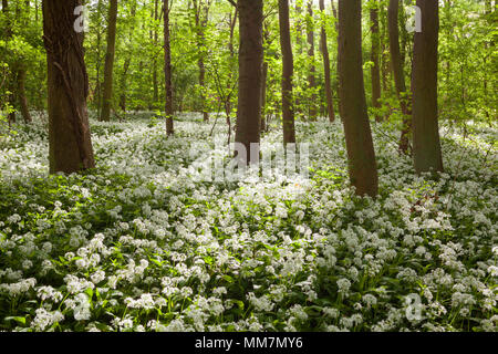 Brumby Wood, Scunthorpe, UK. 10th may 2018. UK Weather: Early morning light on Wild Garlic (Allium ursinum) in an English woodland in Spring. Brumby Wood, Scunthorpe, North Lincolnshire, UK. 10th April 2018. Credit: LEE BEEL/Alamy Live News Stock Photo