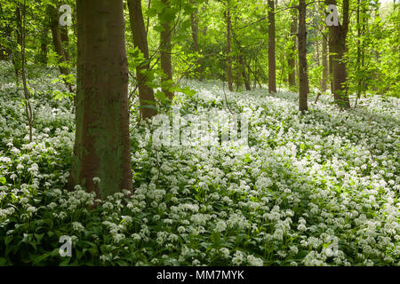 Brumby Wood, Scunthorpe, UK. 10th may 2018. UK Weather: Early morning light on Wild Garlic (Allium ursinum) in an English woodland in Spring. Brumby Wood, Scunthorpe, North Lincolnshire, UK. 10th April 2018. Credit: LEE BEEL/Alamy Live News Stock Photo