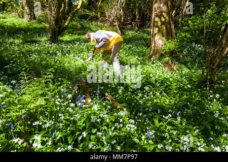 Ardara, County Donegal, Ireland  weather. 10th May 2018. A perfect day for foraging wild garlic, Allium ursinum, growing in a woodland clearing together with bluebells, buttercups and other wild flowers on a fine spring day. Credit: Richard Wayman/Alamy Live News Stock Photo