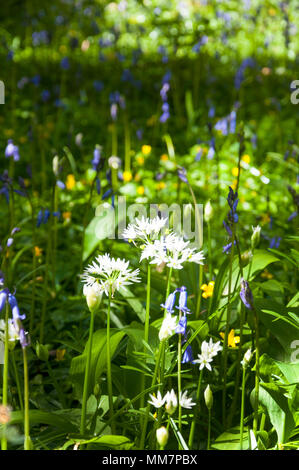 Ardara, County Donegal, Ireland  weather. 10th May 2018. A perfect day for foraging wild garlic, Allium ursinum, growing in a woodland clearing together with bluebells, buttercups and other wild flowers on a fine spring day. Credit: Richard Wayman/Alamy Live News Stock Photo