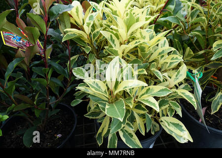Ficus White Lightning plants growing in a pot Stock Photo