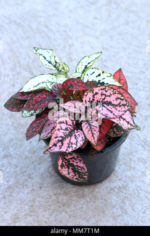 Hypoestes phyllostachya or known as Polka dot plants Stock Photo