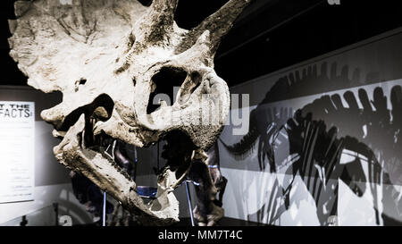 Triceratops skeleton exhibit at the Boston Museum of Science Stock Photo