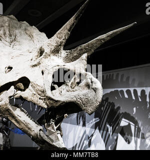 Triceratops skeleton exhibit at the Boston Museum of Science Stock Photo