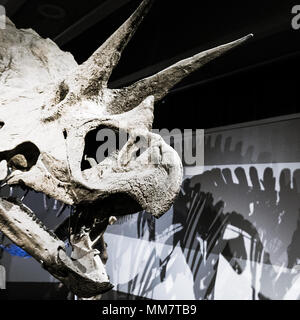 Triceratops skeleton exhibit at the Boston Museum of Science Stock Photo