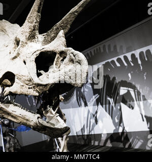 Triceratops skeleton exhibit at the Boston Museum of Science Stock Photo