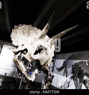 Triceratops skeleton exhibit at the Boston Museum of Science Stock Photo