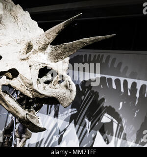 Triceratops skeleton exhibit at the Boston Museum of Science Stock Photo