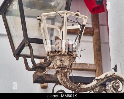 Old metallic white lantern with broken windows, inside the lamp in the nest is a dove. Stock Photo
