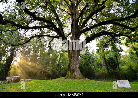 Old big oak tree in the morning Stock Photo