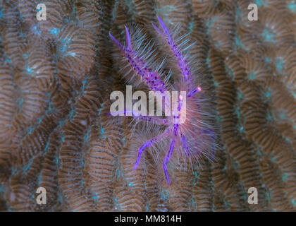 Hairy Squat Lobster, Lembeh Straits, Indonesia. Stock Photo