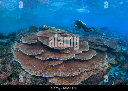 Female scuba diver photographs large pristine colony of (Acropora sp.) table corals. Raja Ampat, Indonesia. Stock Photo