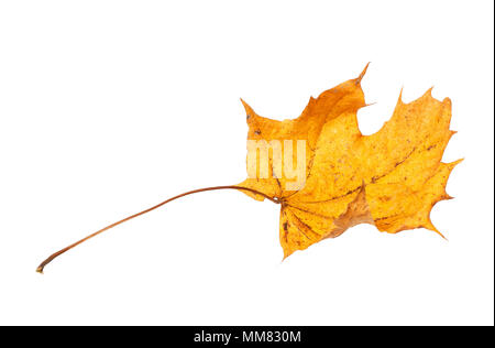 One yellow autumn leaf isolated on white background. Stock Photo