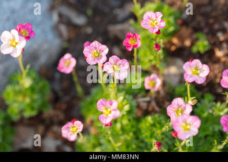 'Gaiety' Arend’s saxifrage, Rosenbräcka (Saxifraga arendsii) Stock Photo