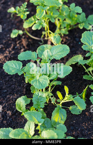 Black Mustard, Svartsenap (Brassica nigra) Stock Photo