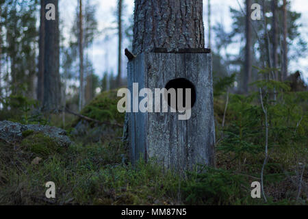 Owl house standing on the ground of a mossy forest, next to a pine tree. Trees in the background with a bright sky. Stock Photo