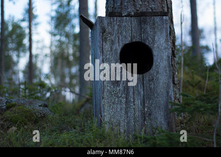 Owl house standing on the ground of a mossy forest, next to a pine tree. Trees in the background with a bright sky. Stock Photo