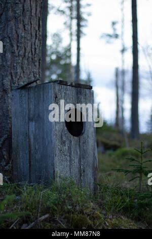 Owl house standing on the ground of a mossy forest, next to a pine tree. Trees in the background with a bright sky. Stock Photo