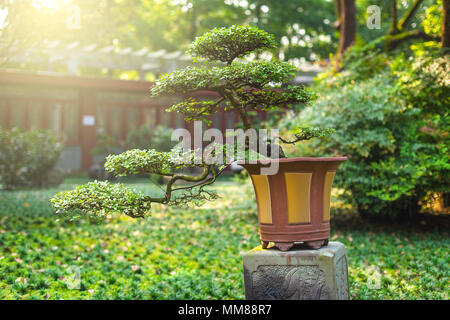 Bonsai tree in a pot on a stone table in sunlight Stock Photo