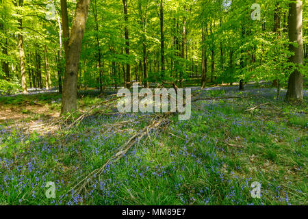 UK wild flowers: Bluebells (Hyacinthoides non-scripta) in bluebell woods in springtime, Micheldever Woods near Winchester, Hampshire, southern England Stock Photo