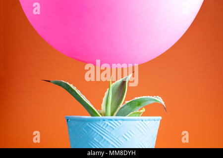 Pink balloon balancing precariously above a sharp point cactus with a bright orange background Stock Photo