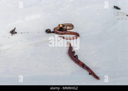 Earthworms on a white background Stock Photo