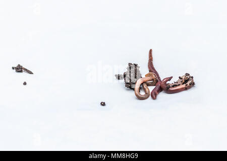 Earthworms on a white background Stock Photo