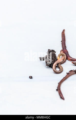 Earthworms on a white background Stock Photo