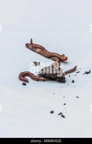Earthworms on a white background Stock Photo