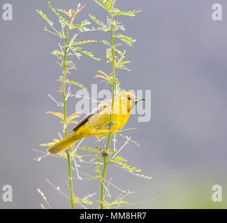 Hooded Oriole Female Stock Photo