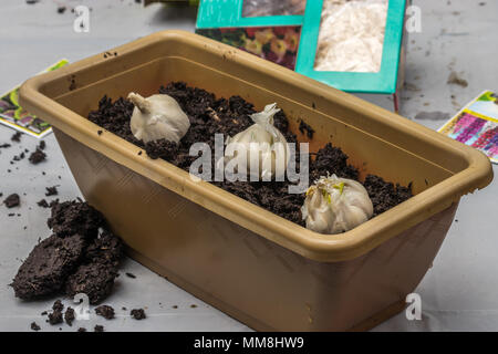 spring earth in planter with garlic Stock Photo
