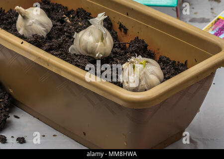 spring earth in planter with garlic Stock Photo