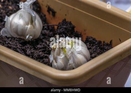 spring earth in planter with garlic Stock Photo