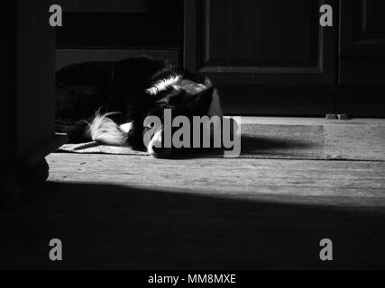 Dog Lying on the Wooden Floor. Portrait of Border Collie. Deep Shadows in Black and White Photo. Stock Photo