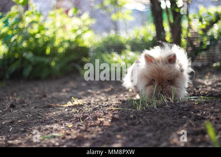 Dwarf rabbit Stock Photo