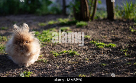 Dwarf rabbit Stock Photo