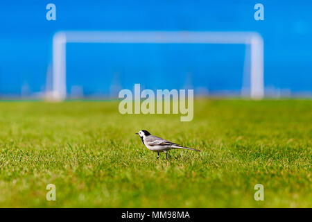 Football. World Championship 2018. Training stadium of the city of Togliatti, Samara region. May - month 2018. Switzerland will train here. The first  Stock Photo