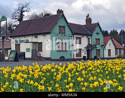 The Thorn Inn, Appleton Thorn, Warrington, Cheshire, England, UK with daffodils in spring Stock Photo